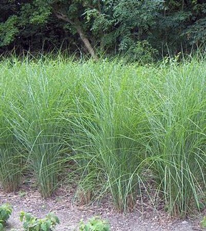 Miscanthus sin. 'Gracillimus' geen maat specificatie 0,55L/P9cm - afbeelding 8