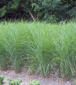 Miscanthus sin. 'Gracillimus' geen maat specificatie 0,55L/P9cm - afbeelding 8