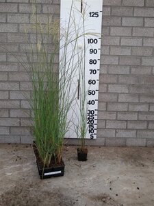 Miscanthus sin. 'Gracillimus' geen maat specificatie 0,55L/P9cm - afbeelding 5