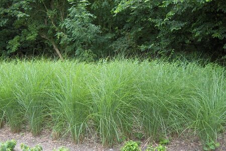 Miscanthus sin. 'Gracillimus' geen maat specificatie 0,55L/P9cm - afbeelding 2