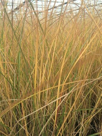 Miscanthus sin. 'Gracillimus' geen maat specificatie 0,55L/P9cm - afbeelding 6