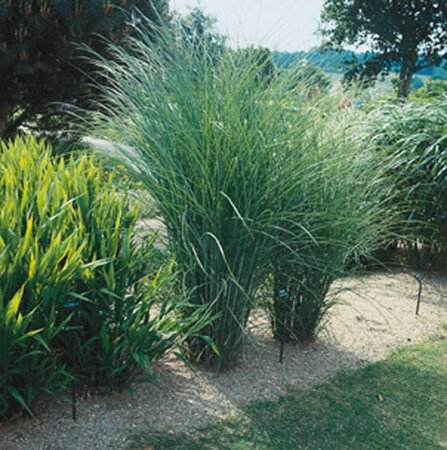 Miscanthus sin. 'Gracillimus' geen maat specificatie 0,55L/P9cm - afbeelding 8