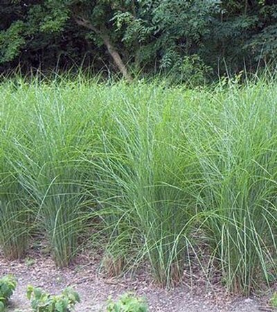 Miscanthus sin. 'Gracillimus' geen maat specificatie 0,55L/P9cm - image 7