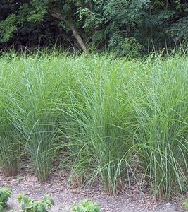 Miscanthus sin. 'Gracillimus' geen maat specificatie 0,55L/P9cm - image 7