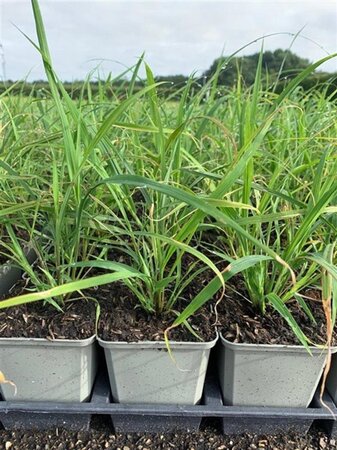 Miscanthus sinensis geen maat specificatie 0,55L/P9cm