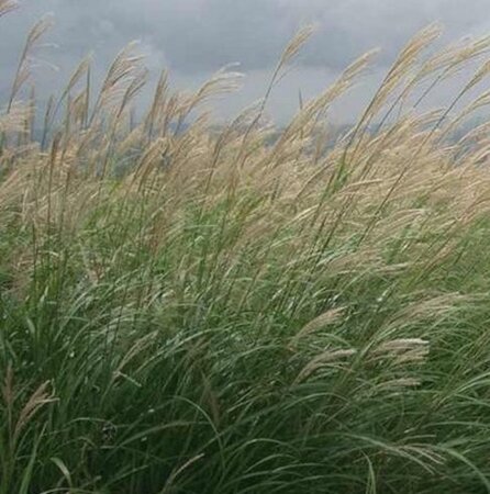 Miscanthus sinensis geen maat specificatie 0,55L/P9cm - image 1