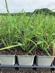 Miscanthus sinensis geen maat specificatie 0,55L/P9cm - image 2
