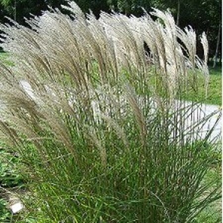 Miscanthus sin. 'Kleine Fontäne' geen maat specificatie 0,55L/P9cm - afbeelding 3