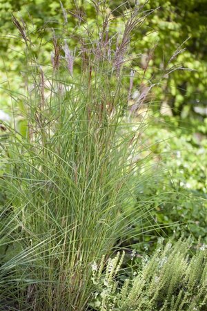 Miscanthus sin. 'Kleine Fontäne' geen maat specificatie 0,55L/P9cm - image 2
