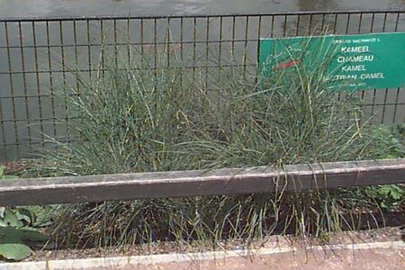 Miscanthus sin. 'Kleine Silbersp.' geen maat specificatie cont. 3,0L - afbeelding 4