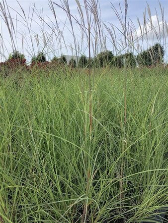 Miscanthus sin. 'Kleine Silbersp.' geen maat specificatie cont. 3,0L - afbeelding 1