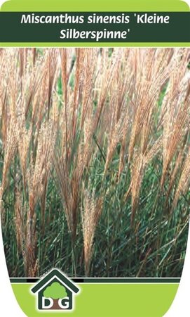 Miscanthus sin. 'Kleine Silbersp.' geen maat specificatie cont. 3,0L - afbeelding 5