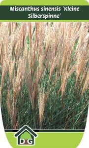 Miscanthus sin. 'Kleine Silbersp.' geen maat specificatie cont. 3,0L - afbeelding 5