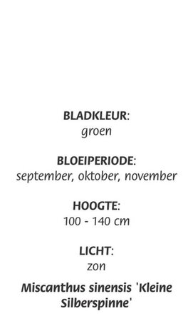 Miscanthus sin. 'Kleine Silbersp.' geen maat specificatie cont. 3,0L - image 3