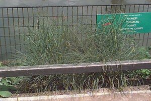 Miscanthus sin. 'Kleine Silbersp.' geen maat specificatie cont. 3,0L - image 4