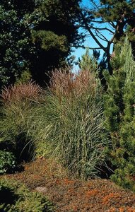 Miscanthus sin. 'Kleine Silbersp.' geen maat specificatie 0,55L/P9cm - afbeelding 4