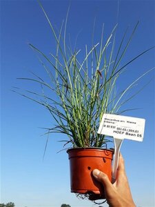 Miscanthus sin. 'Kleine Silbersp.' geen maat specificatie 0,55L/P9cm - afbeelding 6