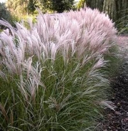 Miscanthus sin. 'Kleine Silbersp.' geen maat specificatie 0,55L/P9cm - afbeelding 4