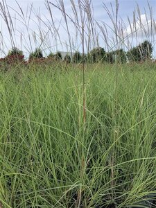 Miscanthus sin. 'Kleine Silbersp.' geen maat specificatie 0,55L/P9cm