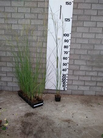 Miscanthus sin. 'Kleine Silbersp.' geen maat specificatie 0,55L/P9cm - image 3