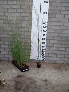 Miscanthus sin. 'Kleine Silbersp.' geen maat specificatie 0,55L/P9cm - image 3
