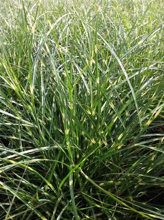 Miscanthus sin. 'Little Zebra' geen maat specificatie 0,55L/P9cm - afbeelding 2