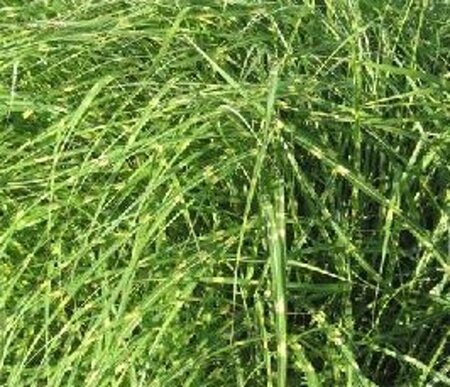 Miscanthus sin. 'Little Zebra' geen maat specificatie 0,55L/P9cm - afbeelding 3
