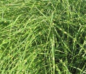 Miscanthus sin. 'Little Zebra' geen maat specificatie 0,55L/P9cm - afbeelding 3