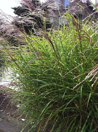Miscanthus sin. 'Little Zebra' geen maat specificatie 0,55L/P9cm - afbeelding 4