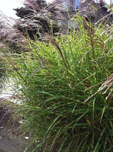 Miscanthus sin. 'Little Zebra' geen maat specificatie 0,55L/P9cm - afbeelding 4