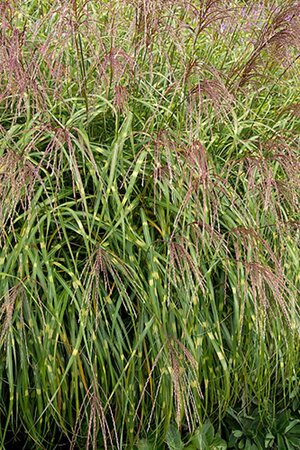 Miscanthus sin. 'Little Zebra' geen maat specificatie 0,55L/P9cm - afbeelding 5