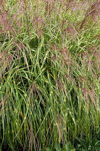 Miscanthus sin. 'Little Zebra' geen maat specificatie 0,55L/P9cm - afbeelding 5