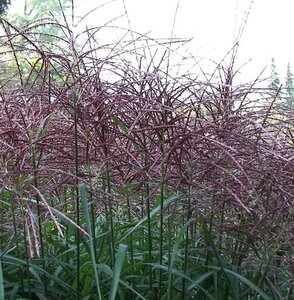 Miscanthus sin. 'Malepartus' geen maat specificatie 0,55L/P9cm - afbeelding 4