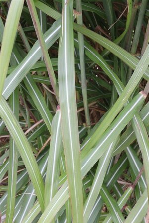 Miscanthus sin. 'Malepartus' geen maat specificatie 0,55L/P9cm - afbeelding 6