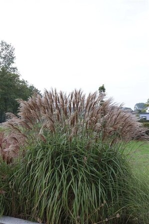 Miscanthus sin. 'Malepartus' geen maat specificatie 0,55L/P9cm - afbeelding 5