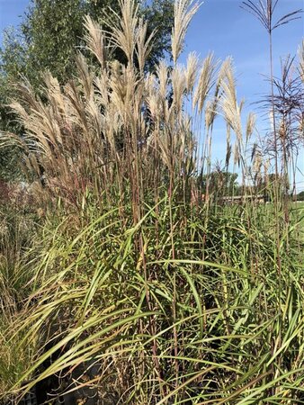 Miscanthus sin. 'Malepartus' geen maat specificatie 0,55L/P9cm - image 1