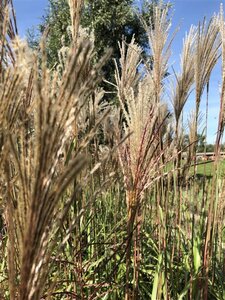 Miscanthus sin. 'Malepartus' geen maat specificatie 0,55L/P9cm - image 2