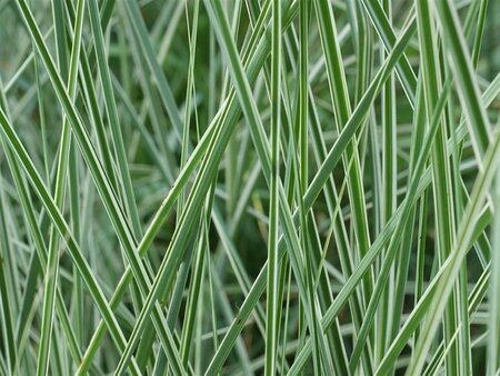 Miscanthus sin. 'Morning Light' geen maat specificatie 0,55L/P9cm - afbeelding 5