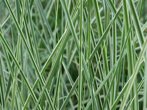 Miscanthus sin. 'Morning Light' geen maat specificatie 0,55L/P9cm - afbeelding 5