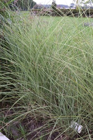 Miscanthus sin. 'Morning Light' geen maat specificatie 0,55L/P9cm - afbeelding 2