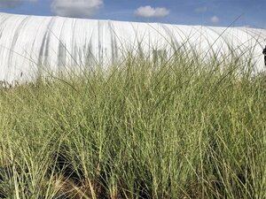 Miscanthus sin. 'Morning Light' geen maat specificatie 0,55L/P9cm