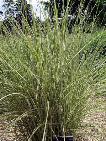 Miscanthus sin. 'Morning Light' geen maat specificatie 0,55L/P9cm - afbeelding 3