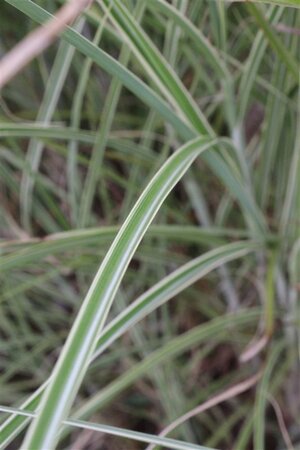 Miscanthus sin. 'Morning Light' geen maat specificatie 0,55L/P9cm - afbeelding 11