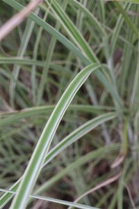 Miscanthus sin. 'Morning Light' geen maat specificatie 0,55L/P9cm - afbeelding 11