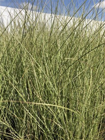 Miscanthus sin. 'Morning Light' geen maat specificatie 0,55L/P9cm - afbeelding 2