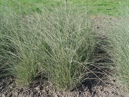 Miscanthus sin. 'Morning Light' geen maat specificatie 0,55L/P9cm - afbeelding 2