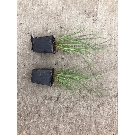 Miscanthus sin. 'Morning Light' geen maat specificatie 0,55L/P9cm - afbeelding 7