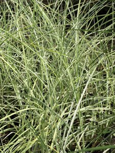 Miscanthus sin. 'Morning Light' geen maat specificatie 0,55L/P9cm - image 4