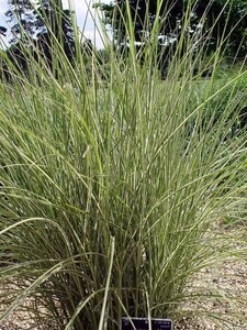 Miscanthus sin. 'Morning Light' geen maat specificatie 0,55L/P9cm - image 3