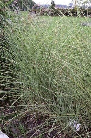 Miscanthus sin. 'Morning Light' geen maat specificatie 0,55L/P9cm - image 6